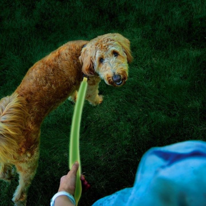 Guinzaglio a led NITEDOG NITE IZE - Verde