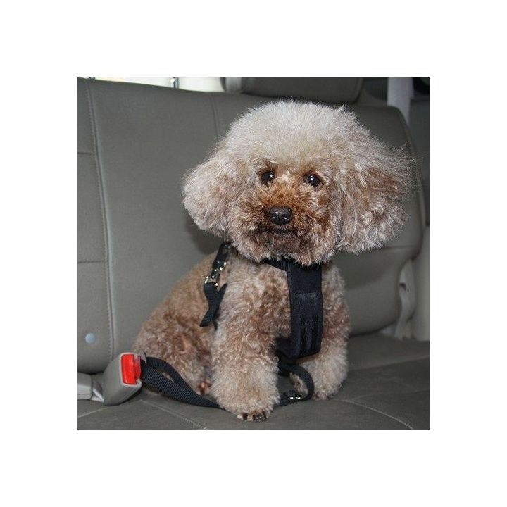 Arnês de segurança para cães pequenos (30-60 cm)